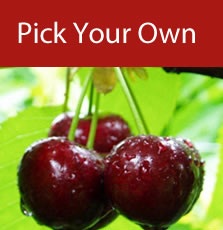 pick-your-own-cherries.jpg
